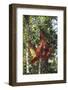 Orangutan and Baby Swinging in the Trees-DLILLC-Framed Photographic Print