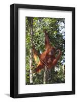 Orangutan and Baby Swinging in the Trees-DLILLC-Framed Photographic Print