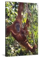 Orangutan and Baby Swinging in the Trees-DLILLC-Stretched Canvas