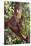 Orangutan and Baby Swinging in the Trees-DLILLC-Stretched Canvas