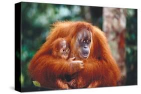 Orangutan and Baby-null-Stretched Canvas