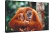 Orangutan and Baby-null-Stretched Canvas