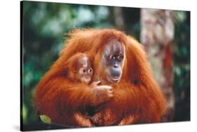 Orangutan and Baby-null-Stretched Canvas