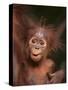 Orangutan and Baby-null-Stretched Canvas