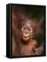 Orangutan and Baby-null-Framed Stretched Canvas