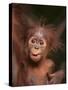 Orangutan and Baby-null-Stretched Canvas