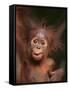 Orangutan and Baby-null-Framed Stretched Canvas