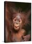 Orangutan and Baby-null-Stretched Canvas