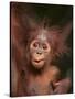 Orangutan and Baby-null-Stretched Canvas