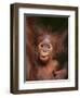 Orangutan and Baby-null-Framed Premium Photographic Print