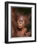 Orangutan and Baby-null-Framed Premium Photographic Print