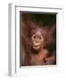 Orangutan and Baby-null-Framed Premium Photographic Print