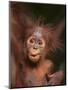 Orangutan and Baby-null-Mounted Premium Photographic Print