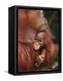 Orangutan and Baby-null-Framed Stretched Canvas