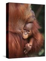 Orangutan and Baby-null-Stretched Canvas