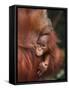 Orangutan and Baby-null-Framed Stretched Canvas