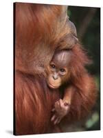 Orangutan and Baby-null-Stretched Canvas