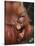 Orangutan and Baby-null-Stretched Canvas