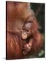 Orangutan and Baby-null-Stretched Canvas