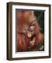 Orangutan and Baby-null-Framed Premium Photographic Print