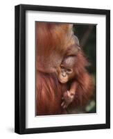 Orangutan and Baby-null-Framed Premium Photographic Print