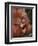 Orangutan and Baby-null-Framed Premium Photographic Print