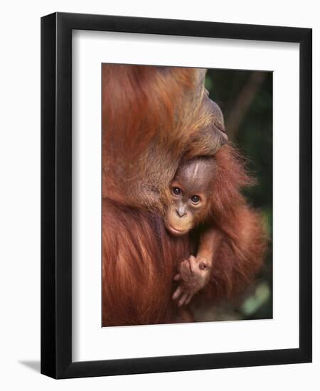 Orangutan and Baby-null-Framed Premium Photographic Print