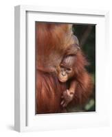 Orangutan and Baby-null-Framed Premium Photographic Print