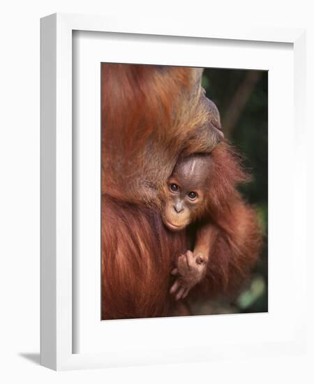 Orangutan and Baby-null-Framed Premium Photographic Print