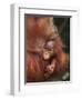 Orangutan and Baby-null-Framed Premium Photographic Print