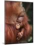 Orangutan and Baby-null-Mounted Premium Photographic Print