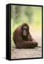 Orangutan and Baby-DLILLC-Framed Stretched Canvas
