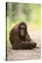 Orangutan and Baby-DLILLC-Stretched Canvas