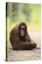 Orangutan and Baby-DLILLC-Stretched Canvas