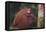 Orangutan and Baby-DLILLC-Framed Stretched Canvas