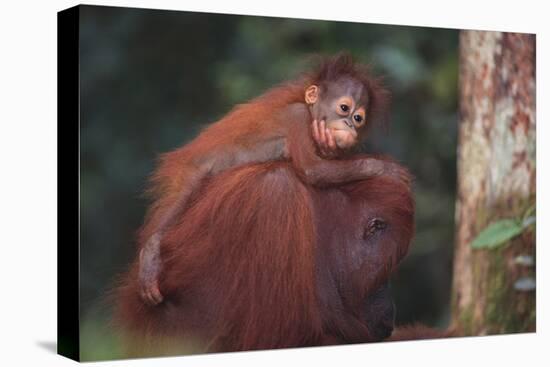 Orangutan and Baby-DLILLC-Stretched Canvas