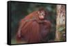 Orangutan and Baby-DLILLC-Framed Stretched Canvas