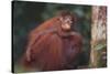 Orangutan and Baby-DLILLC-Stretched Canvas