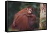 Orangutan and Baby-DLILLC-Framed Stretched Canvas