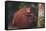 Orangutan and Baby-DLILLC-Framed Stretched Canvas