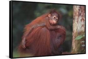 Orangutan and Baby-DLILLC-Framed Stretched Canvas