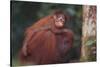 Orangutan and Baby-DLILLC-Stretched Canvas