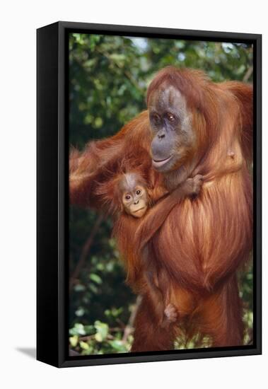 Orangutan and Baby-DLILLC-Framed Stretched Canvas