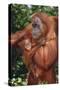 Orangutan and Baby-DLILLC-Stretched Canvas