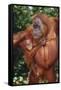 Orangutan and Baby-DLILLC-Framed Stretched Canvas