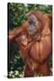 Orangutan and Baby-DLILLC-Stretched Canvas