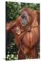 Orangutan and Baby-DLILLC-Stretched Canvas