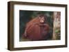 Orangutan and Baby-DLILLC-Framed Premium Photographic Print