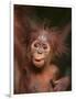 Orangutan and Baby-null-Framed Photographic Print