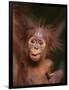 Orangutan and Baby-null-Framed Photographic Print